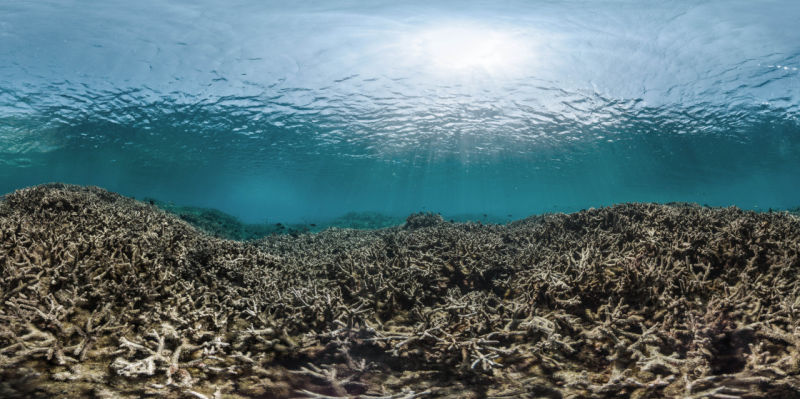 Illustration for article titled Your Sunscreen is Killing Earth's Coral Reefs